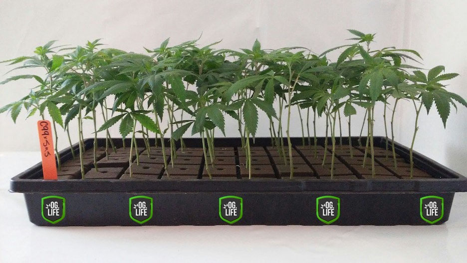 Thumbnail: Skunk #1 (Plants)