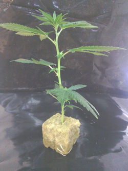 big bud clone