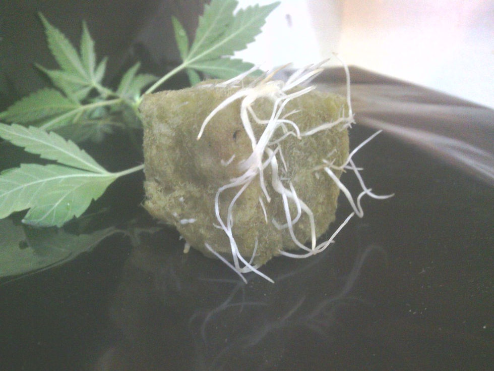 Thumbnail: Purple Larry OG (ROOTED 4-6" Tall)