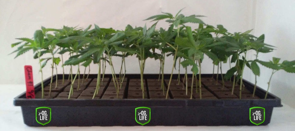 Thumbnail: Cracker Jack (Plants)