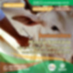 Manejo Sanitário em Bovinos, Doenças e Prevenção com Técnicas de Aplicação de Medicamentos