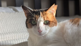 FAKE MEWS