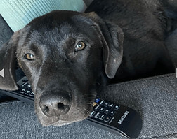 P Pup.jpeg