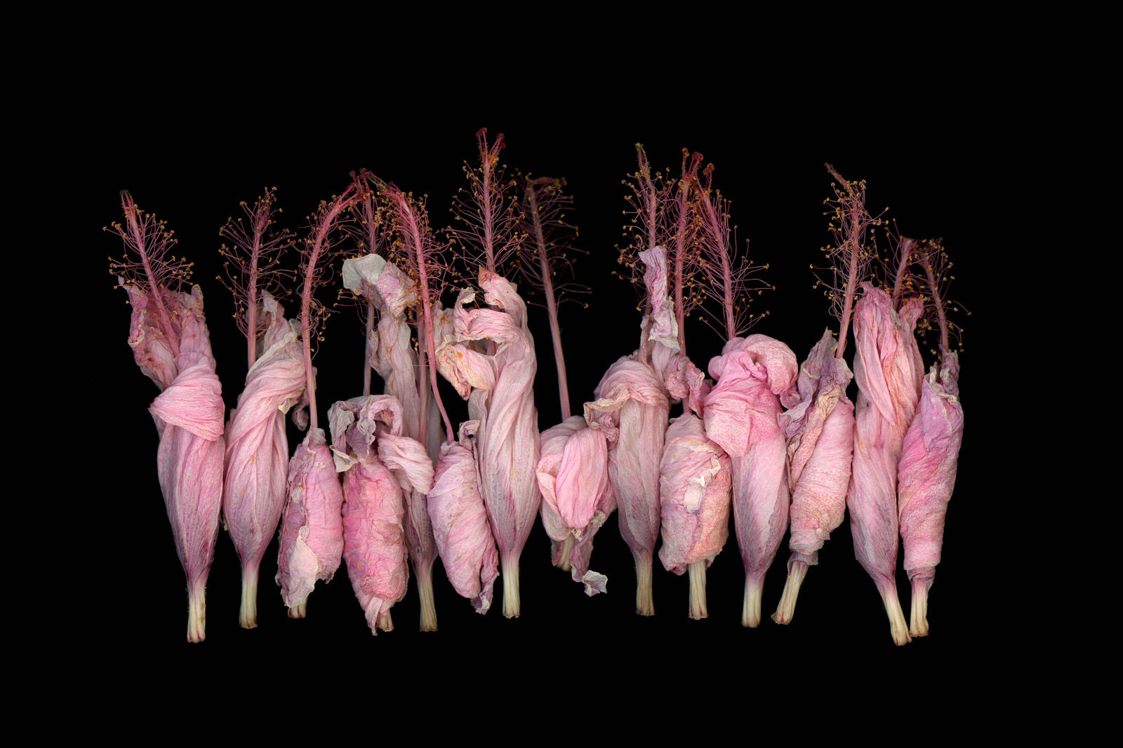 PINK CROWED