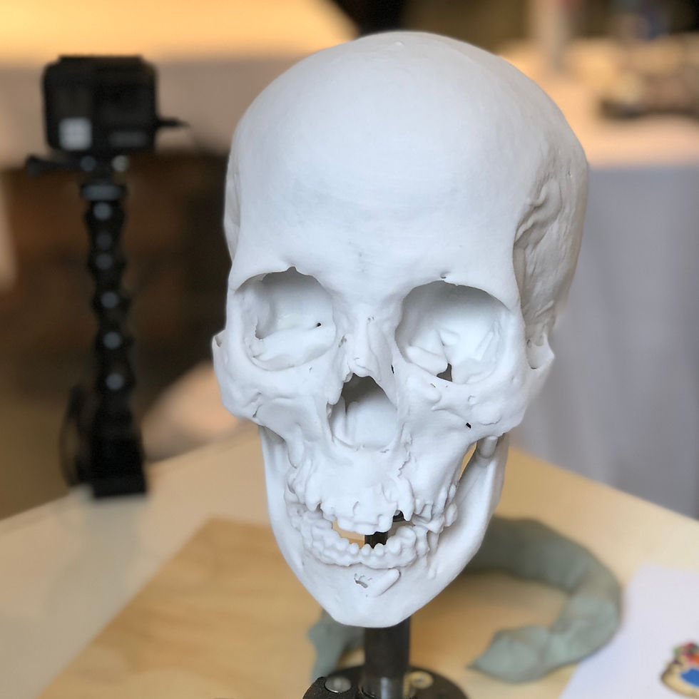 3D printed skull used as the anatomical base for the Barnum Museum mummy facial reconstruction