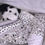 Thumbnail: Gift Set - 101 Dalmation & Pongo