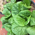 cos lettuce.jpg