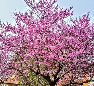 Columbus_Wisconsin_Redbud_Tree_small.jpg