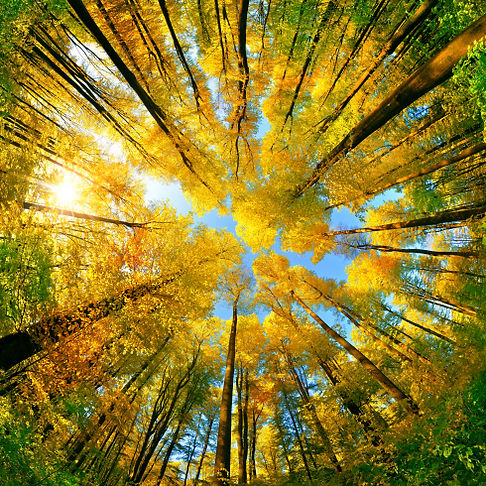 Atlaslogie Praxis Zimmermann Steg Wasser Wald Sonne