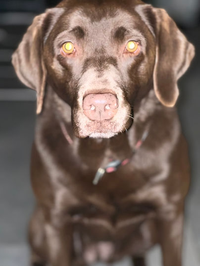 Mala Hund