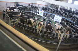 govardhan dairy industry