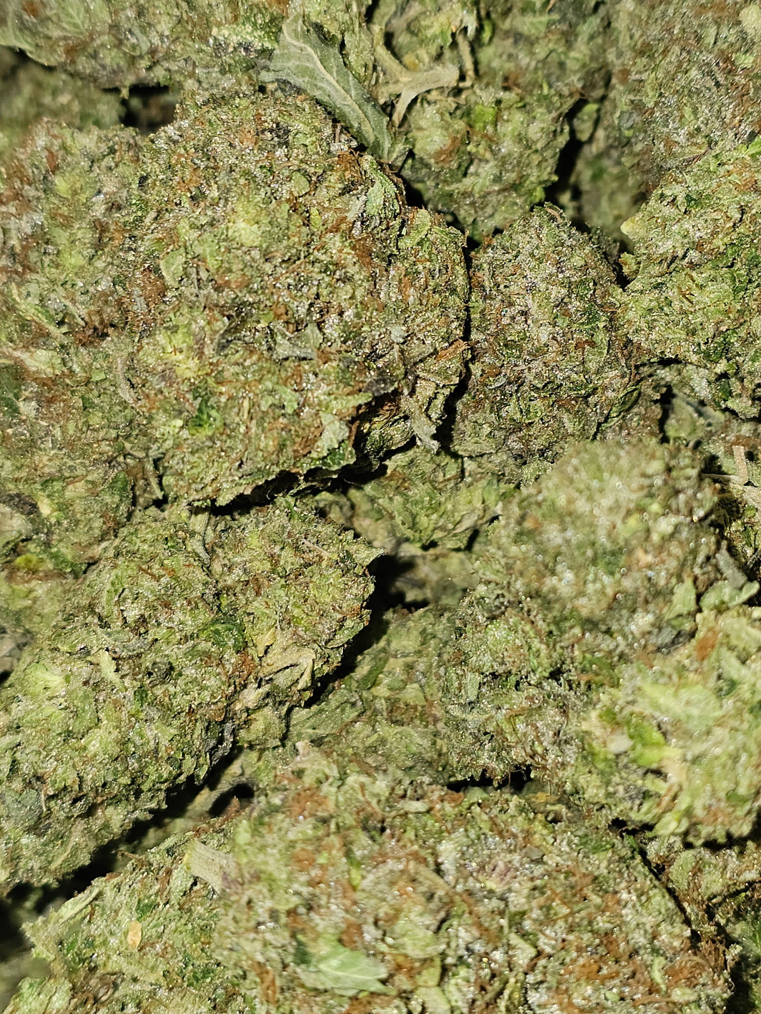 Gods Bubba - ( G - 0z )