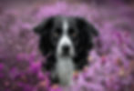 Border collie photography in pink heather. Photo taken on Dartmoor in Devon.