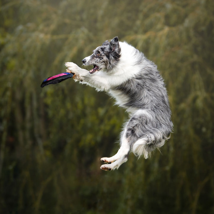 Photo of merle Border Collie catching frisbee