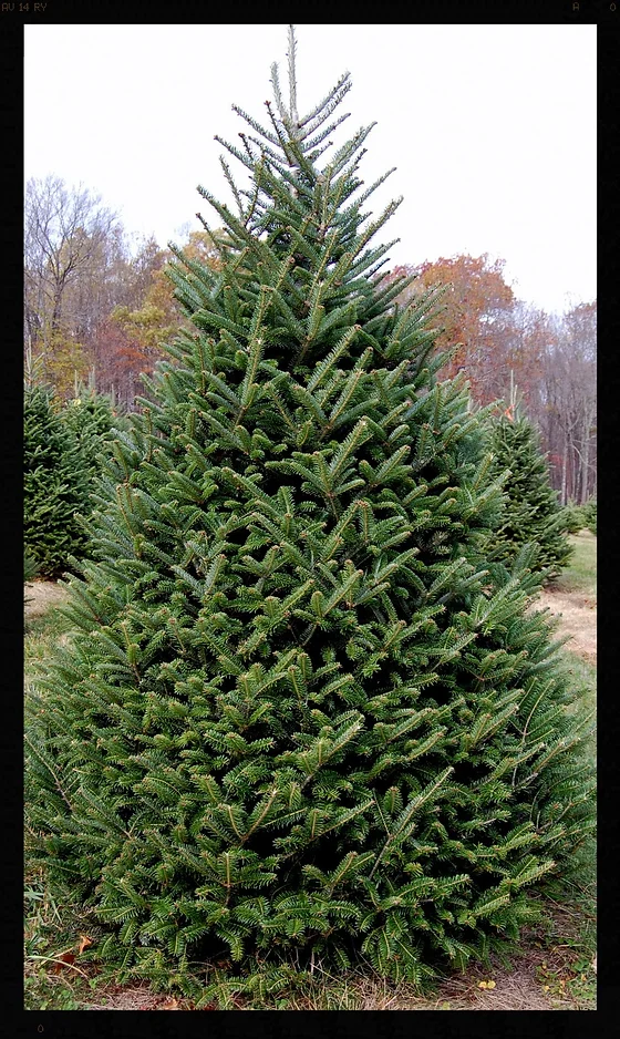 Hickory Ridge Tree Farm Christmas Trees