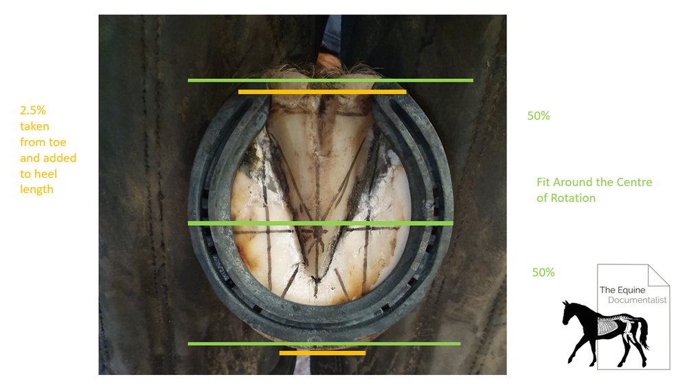 Horse Shoeing How Much Length?