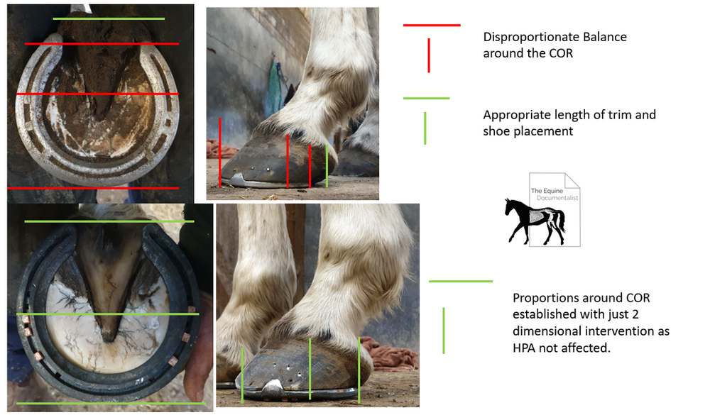 Horse Shoeing How Much Length?