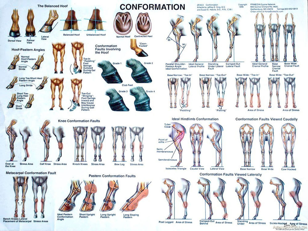 Disordered Physiology and Hoof Morphology The Chicken and the Egg