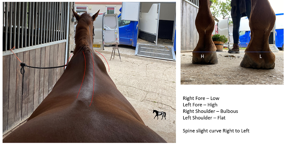 HighLow Hoof Conformation Farriery and Whole Horse Relevance
