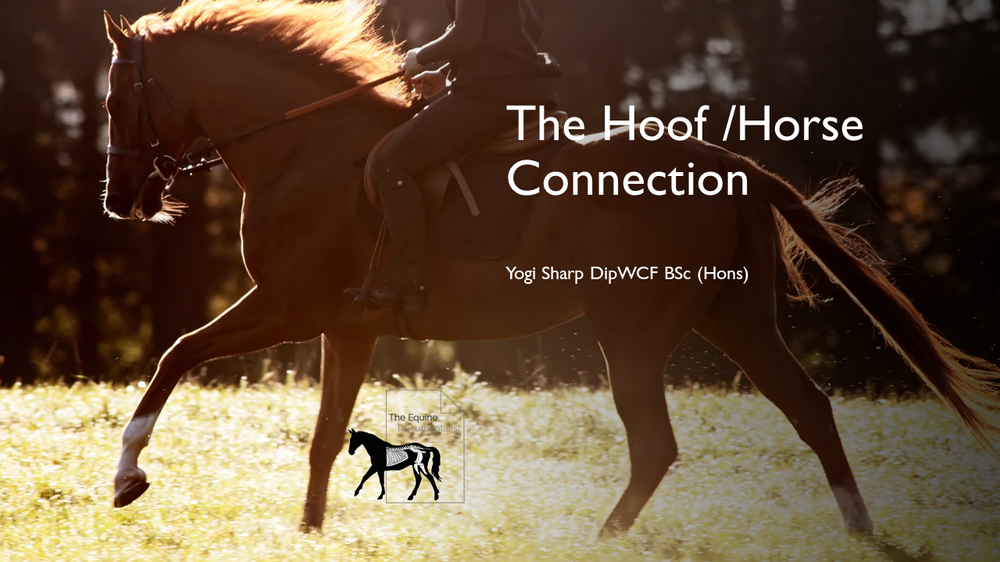 The HoofHorse Connection The Farrier