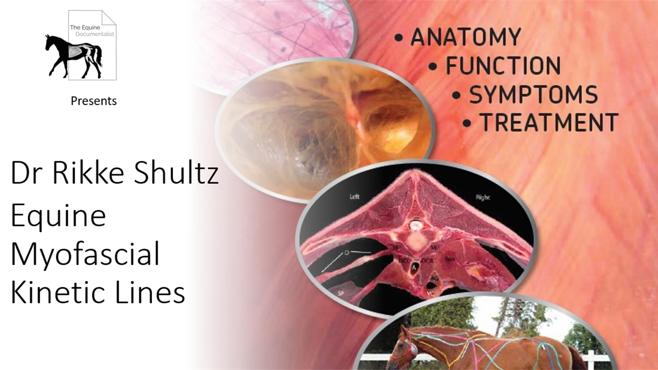 Equine Myofascial Lines Dr Rikke Shultz Equine Documentalist