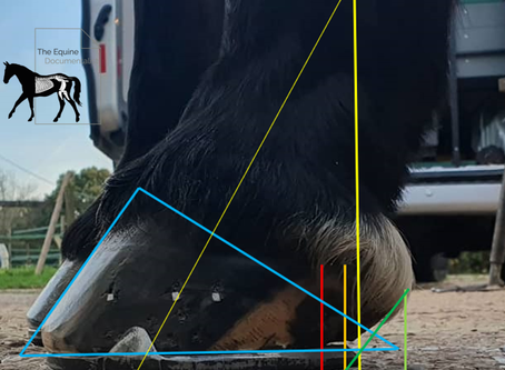 Horse Shoeing - How Much Length?