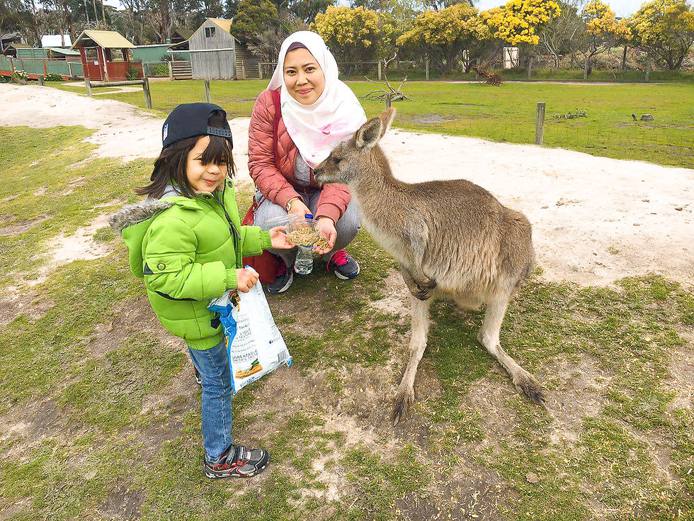 Visitors hand-feeding a friendly kangaroo at Maru Koala & Animal Park on Phillip Island