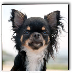 10gchihuahuablack2