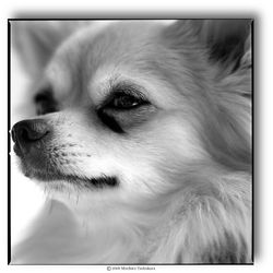 10gchihuahuatear