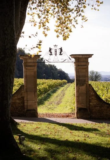 chateau-la-nerthe-vignes-380x550.jpg.webp