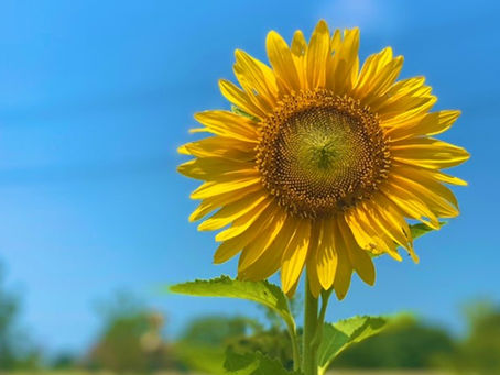 🌻2024年初夏はな広場無料開放閉園