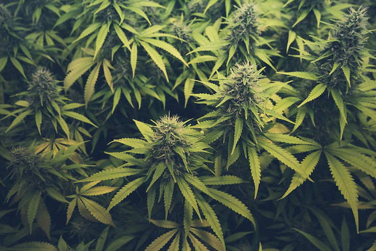canna-header.jpeg
