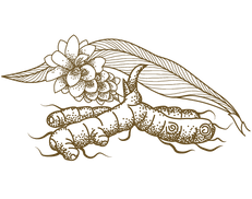 haldi-illustration-1.png
