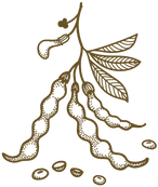 TOOR ILLUSTRATION.png