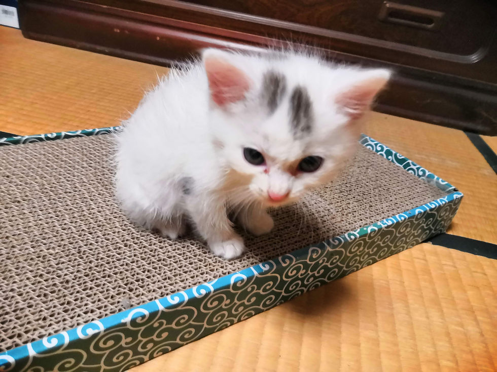 猫カフェ | 山梨県 | 保護猫 | 里親 | ねこりば | 里親募集型