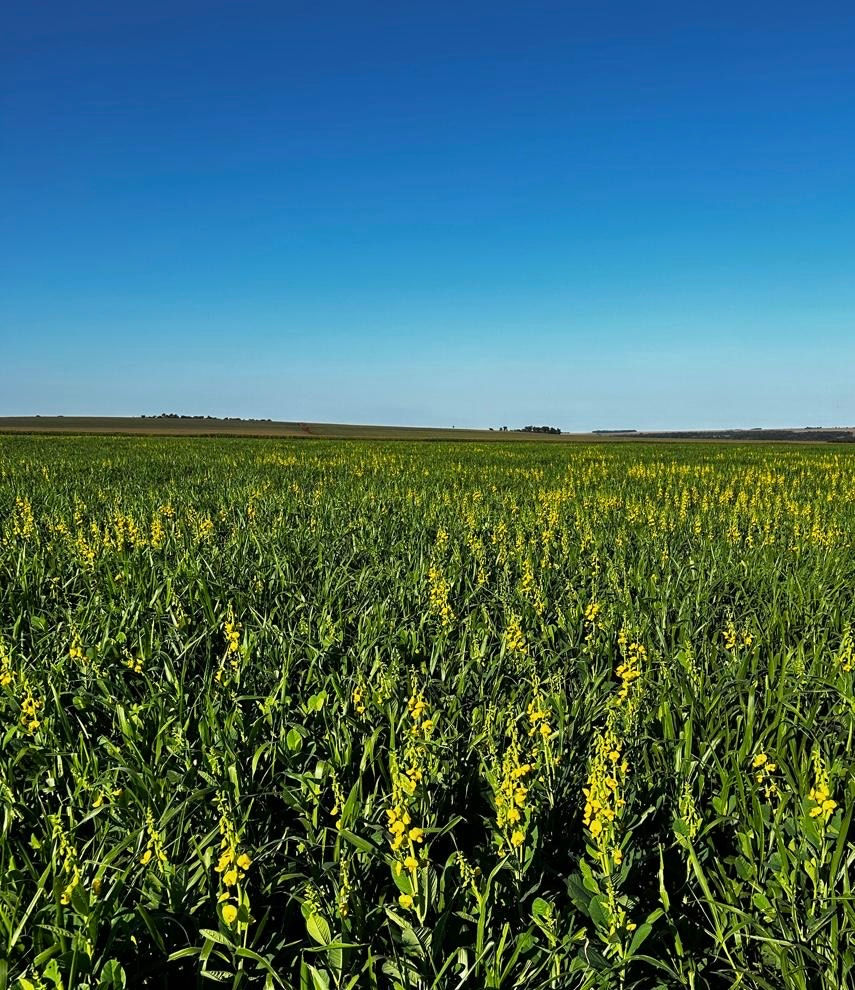 crotalárias em um campo aberto