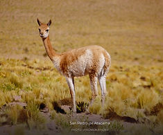 atacama.jpg