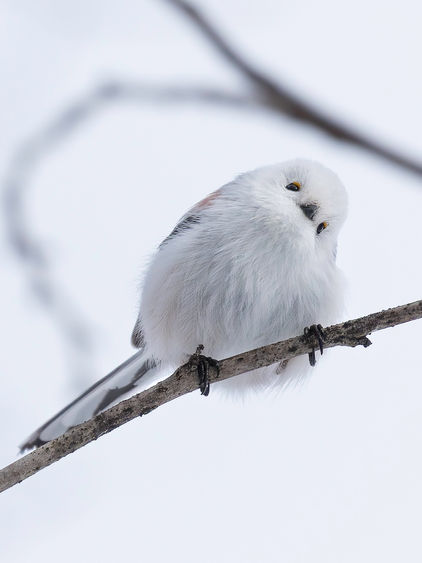 Snow fairy bird Japan Winter Photography workshop tour