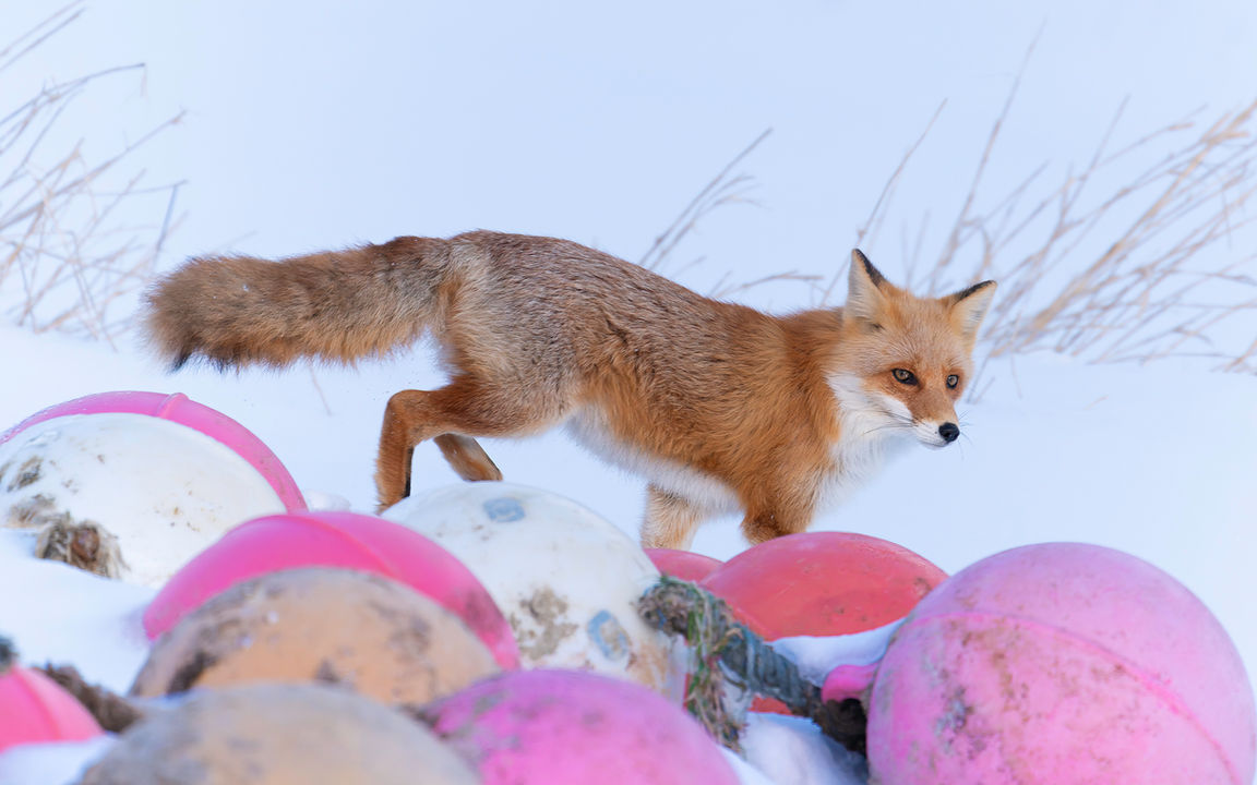 Fox Wildlife Japan Winter Photography workshop tour