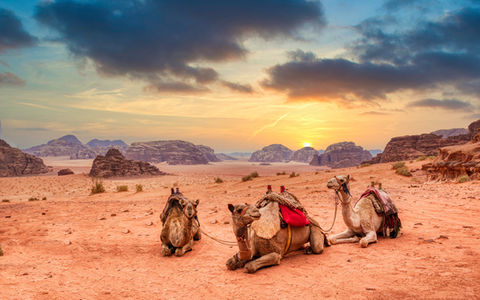 Camels in Wadi Rum Jordan Photography Tour Workshop
