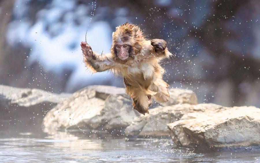 snow monkey Japan Winter Photography workshop tour
