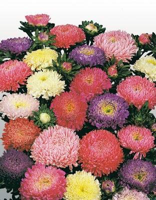 HYB -Aster F1 Pot 'N Patio Series