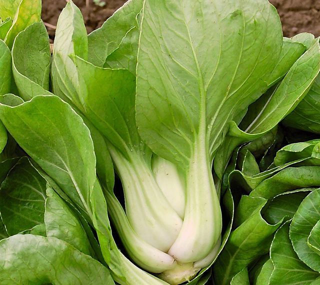 Thumbnail: NM - Pak Choi White Stemmed