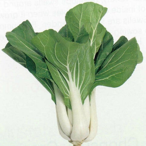 Thumbnail: NM - Pak Choi White Stemmed