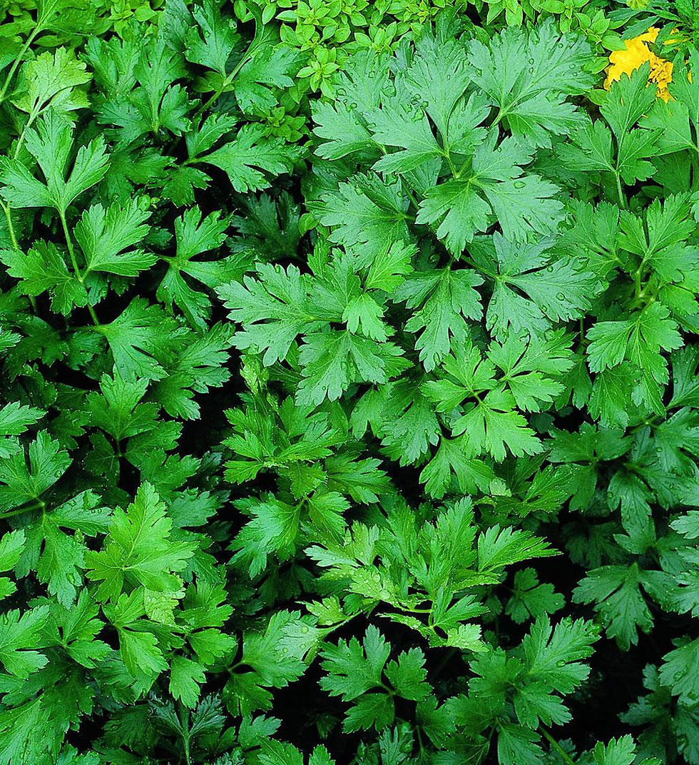 Thumbnail: NM - Parsley Gigante D' Italia