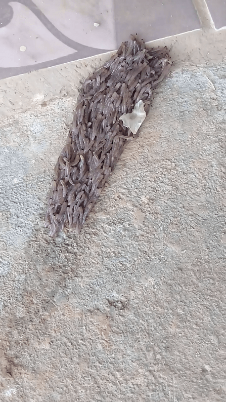 Fungus Gnat Larvae are the Grossest Thing you will Ever see
