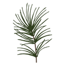 Pine Spruce Branches 1