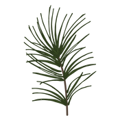 Pine Spruce Branches 1