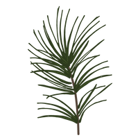 Pine Spruce Branches 1