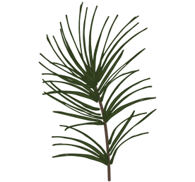 Pine Spruce Branches 1
